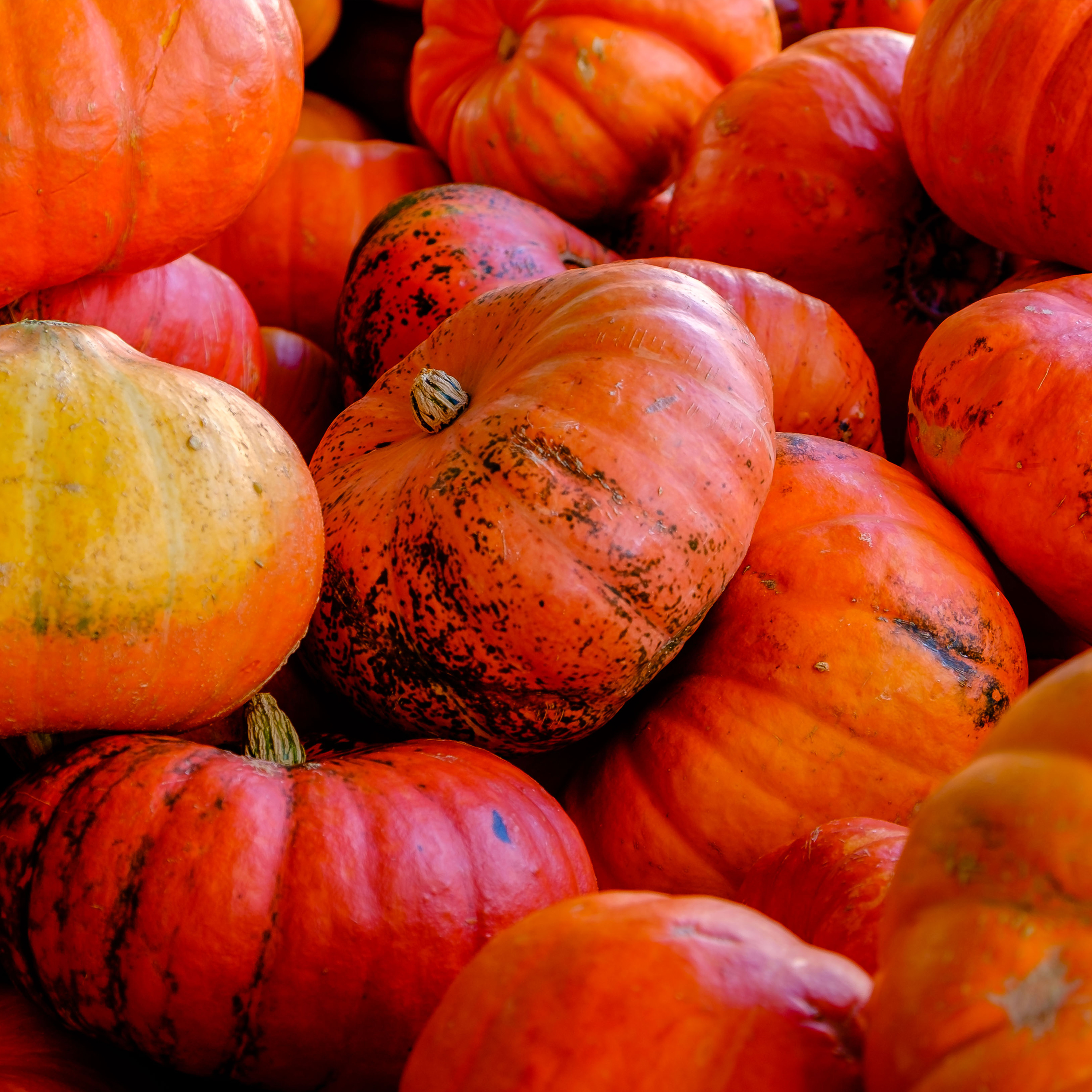 pumpkins